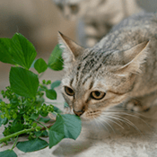 coryza du chat
